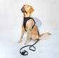 Lightweight Adjustable Cushioned Dog Harness Set