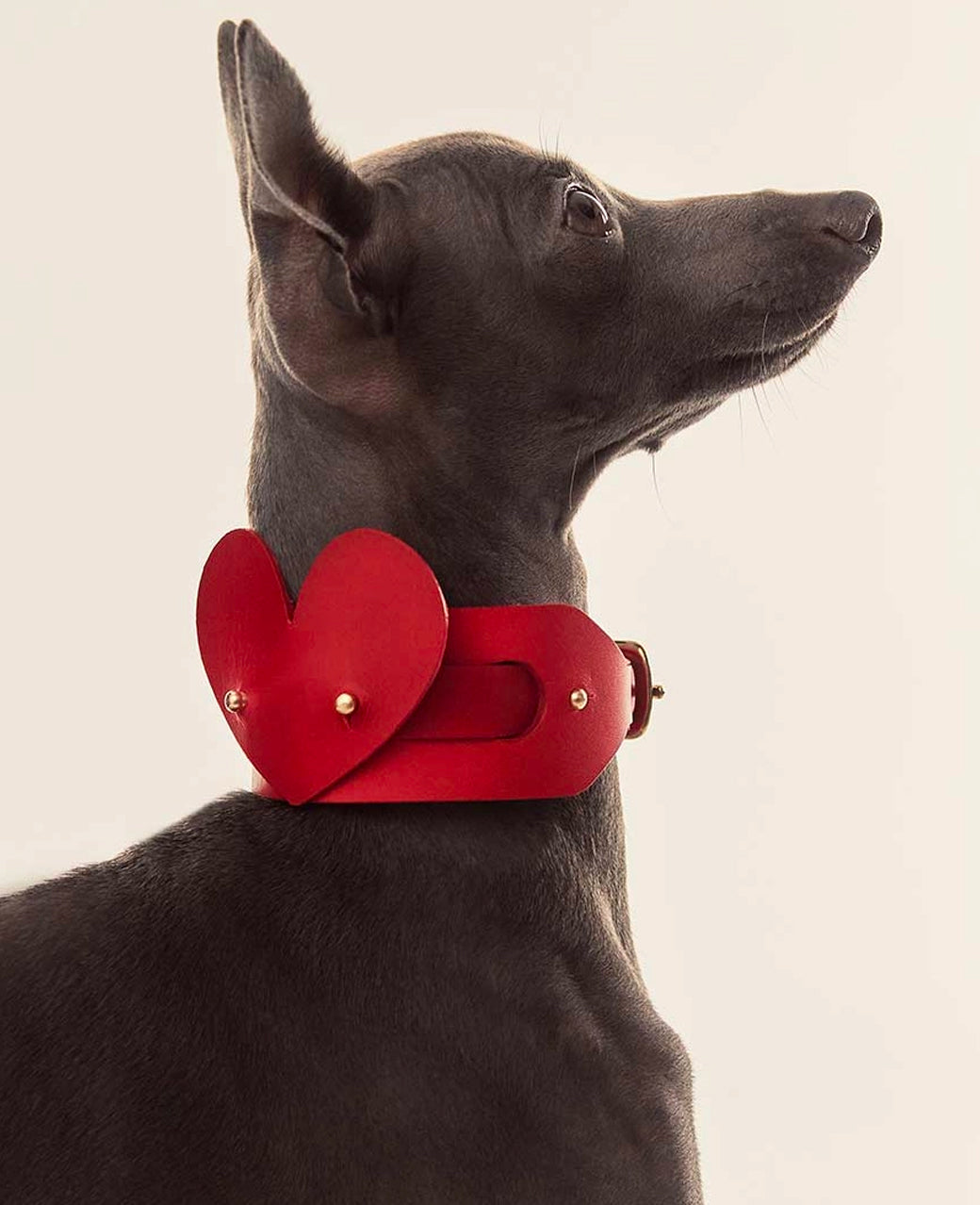 Leather Dog Heart Collar Accessory