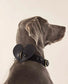 Leather Dog Heart Collar Accessory