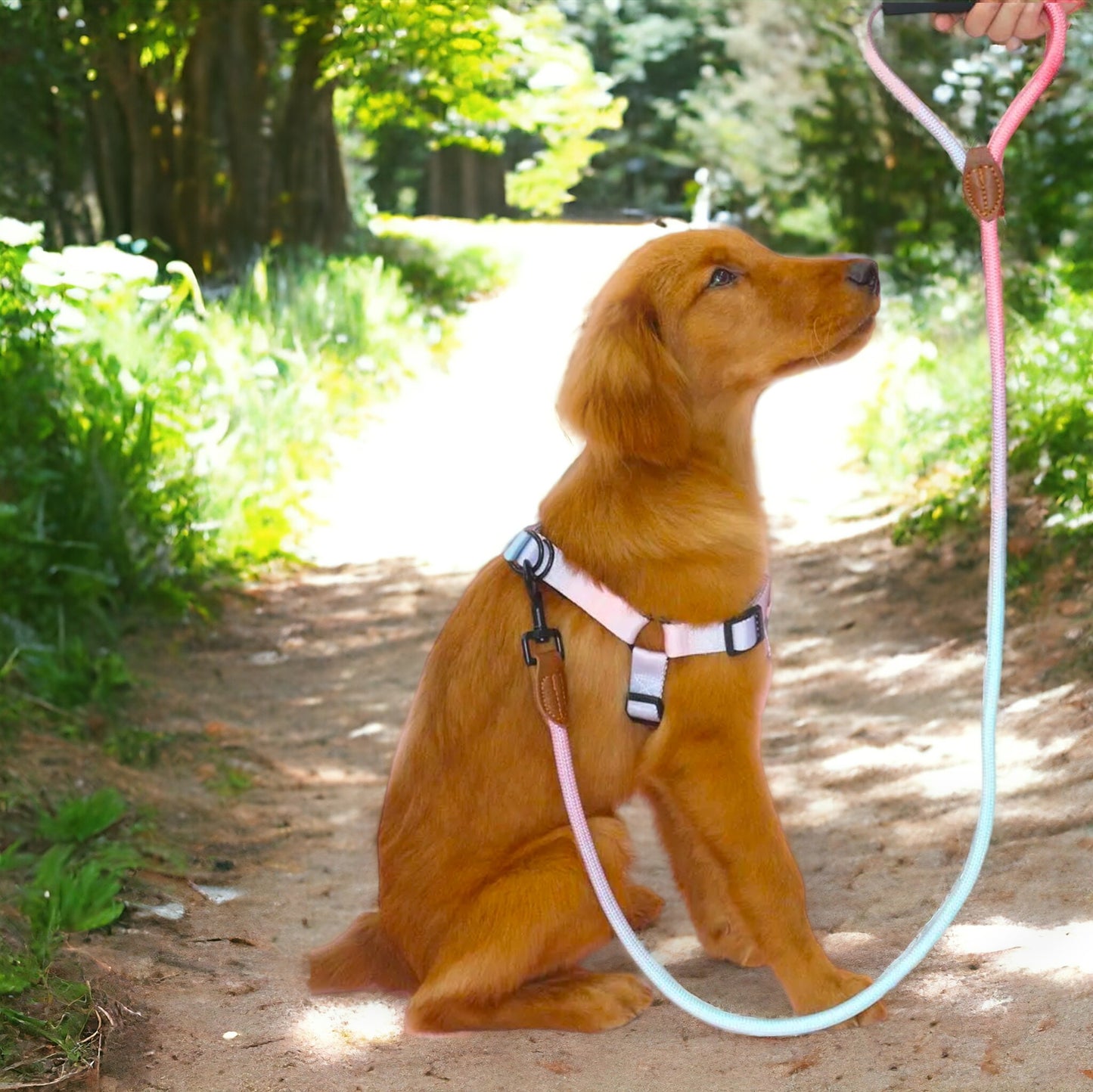 Ombre Harness and Leash Set