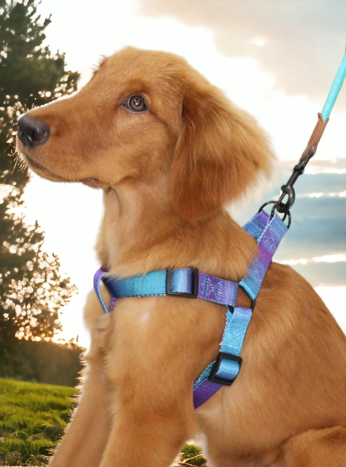 Ombre Harness and Leash Set