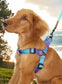 Ombre Harness and Leash Set