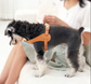 The Allistar Designer Leather Dog Harness