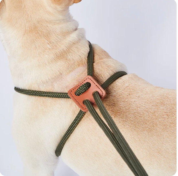 The all in one leash