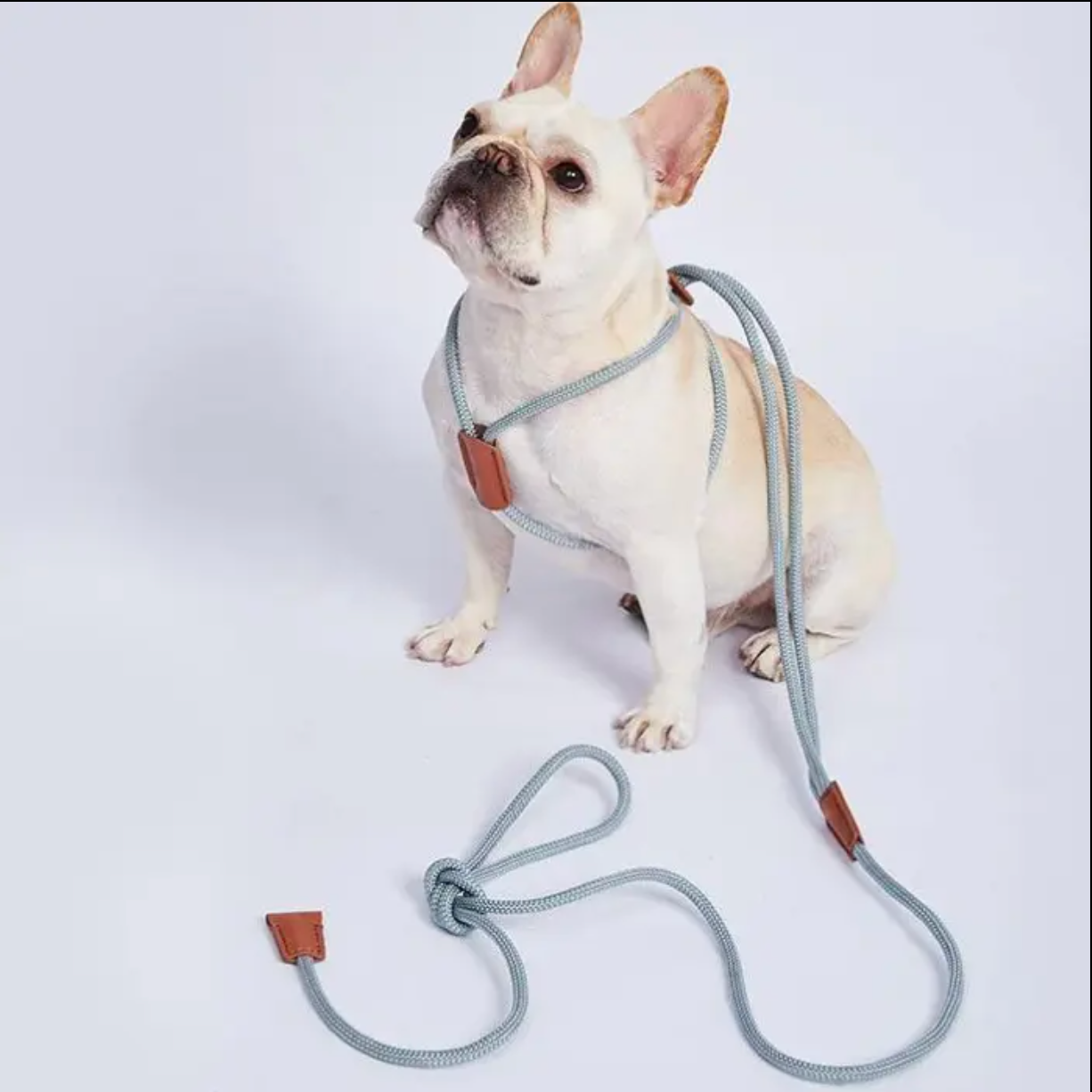 The all in one leash