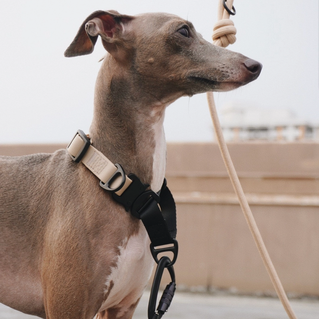 Ava Martingale//Dog Collar