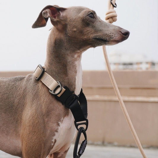 Ava Martingale//Dog Collar