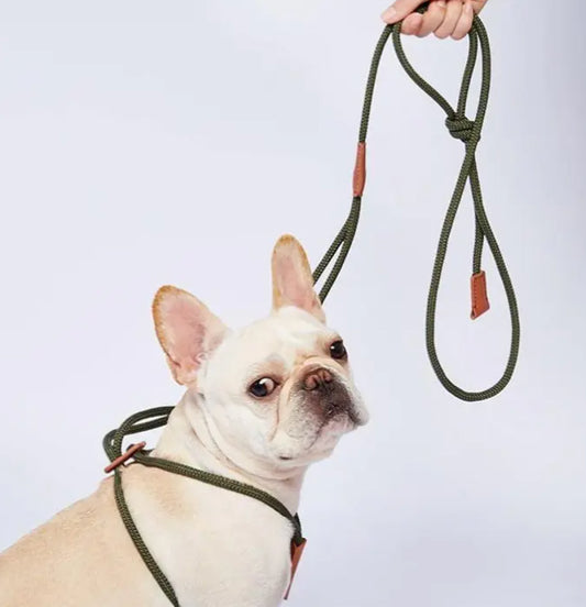 The all in one leash