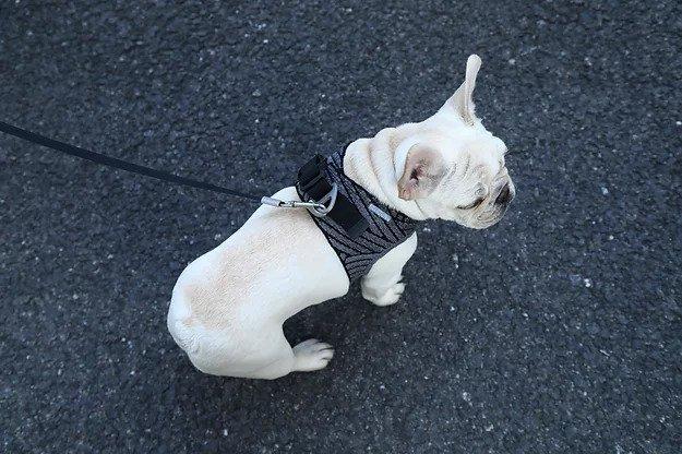 Reflective Shock Absorbent  Air Fly Dog Harness